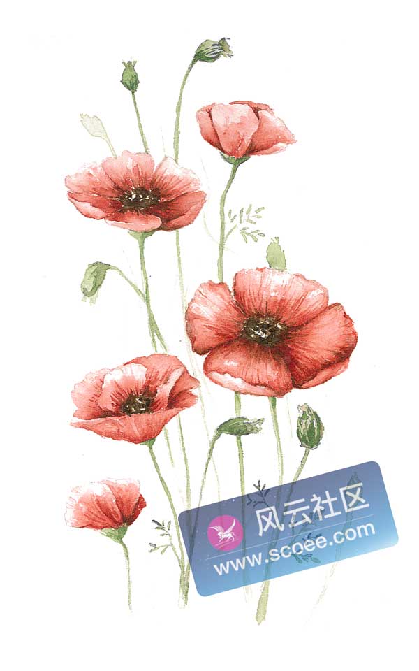 野生罂粟花水彩画高清图 风云社区